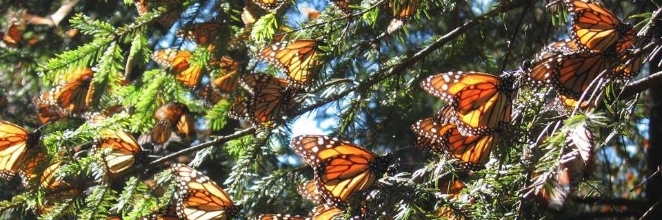 Monarchconserve's profile banner image