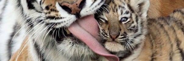 ToleTigar's profile banner image
