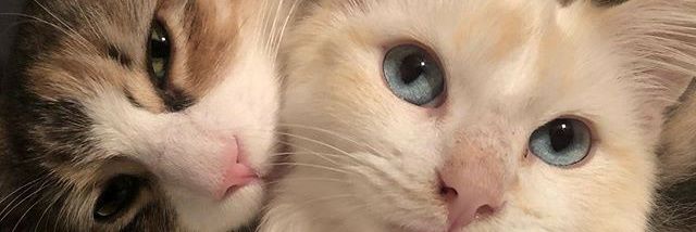 ChicagoHoligan's profile banner image