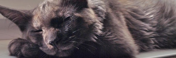 builteuw Profile Banner