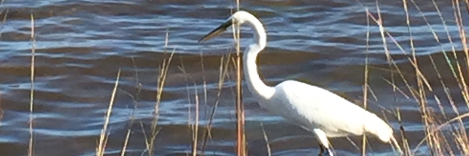 Kelly Mitchell banner