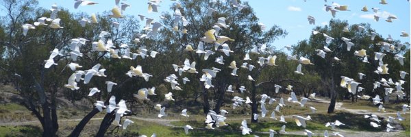 vivwhite Profile Banner