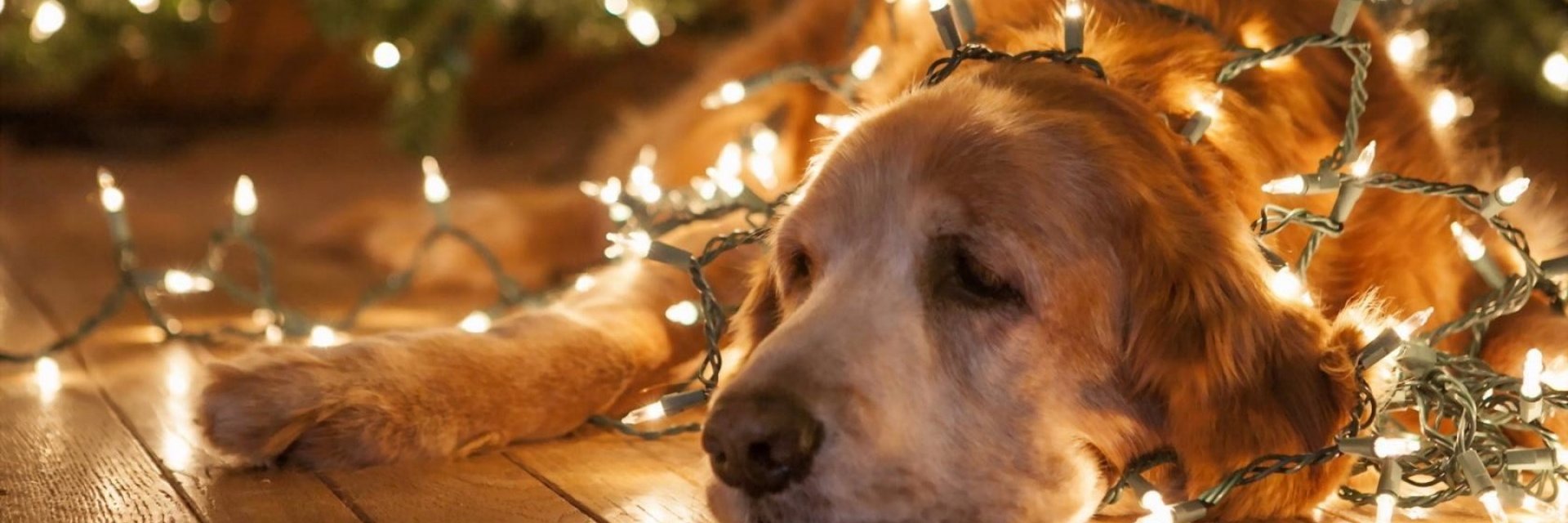 BCSS Yearbook banner