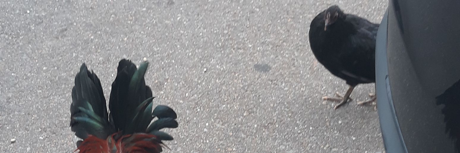 KyleTrojanMurph's profile banner image