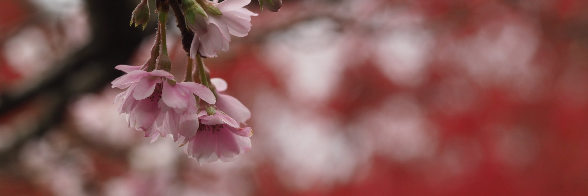 むにえる。 banner