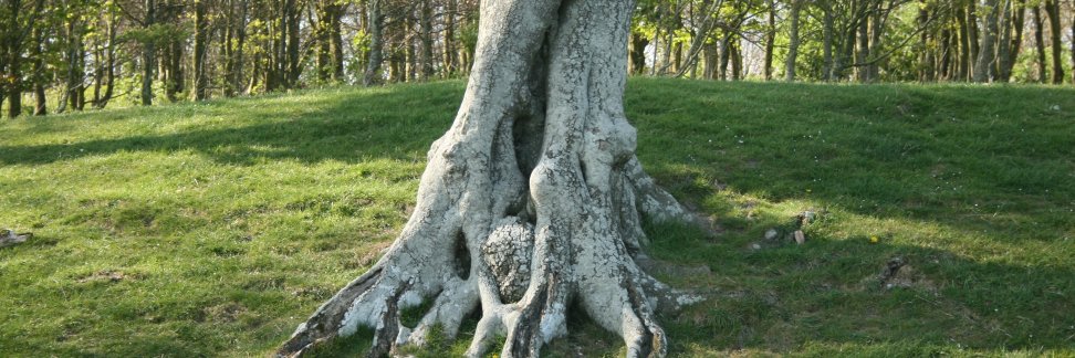 Reform the EHRC banner