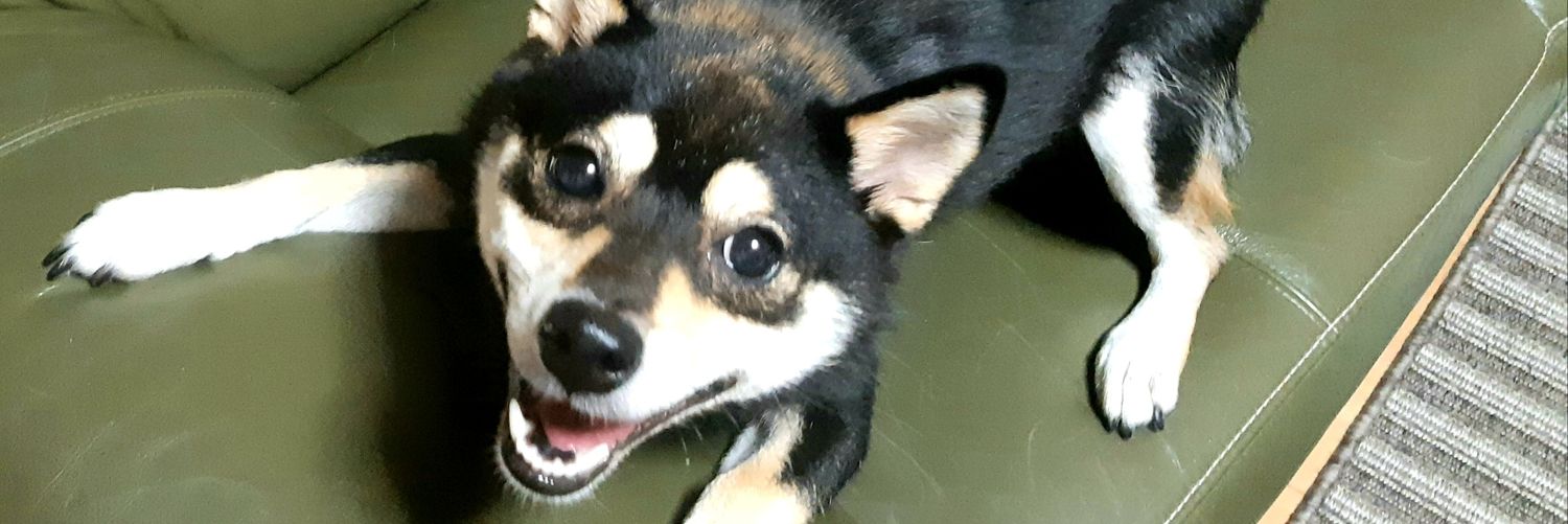 peace_beagle's profile banner image