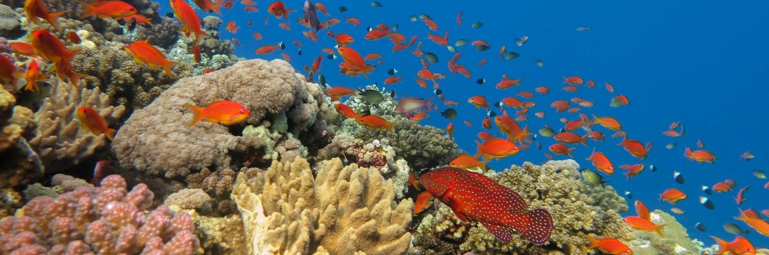 Reef Conservation UK banner