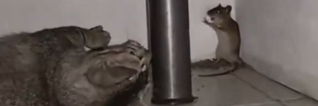 DeathAndDespair banner