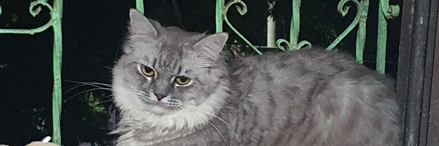 rusiaweiss's profile banner image