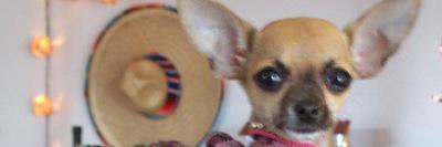 abres banner