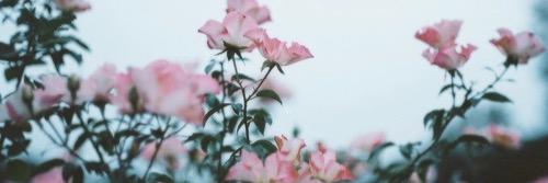 DiscnyPrincesa's profile banner image
