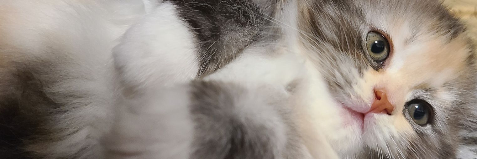 きのこのこのこ₍₍₍(ง🎃)ว⁾⁾⁾ banner