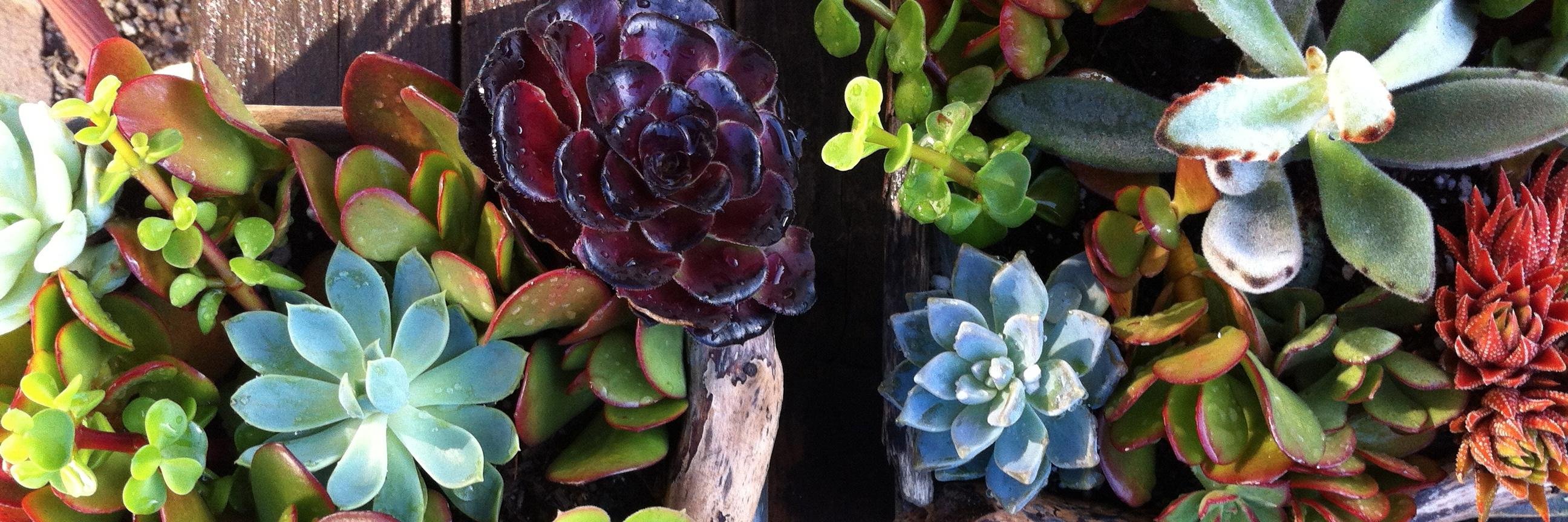 fractalflora's profile banner image