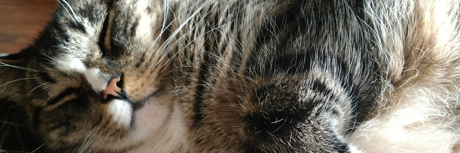 MegMeg810's profile banner image