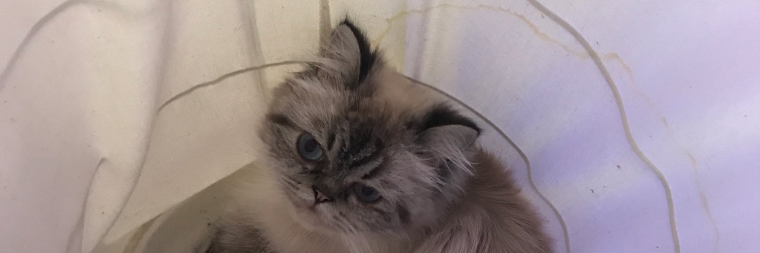 coolgelly's profile banner image
