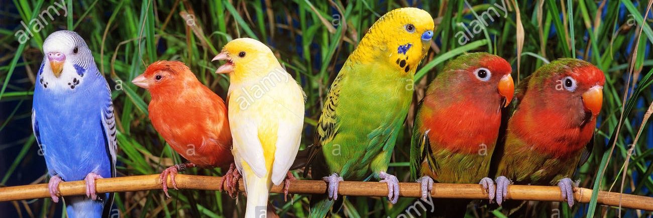 Miki Martí ☕ banner