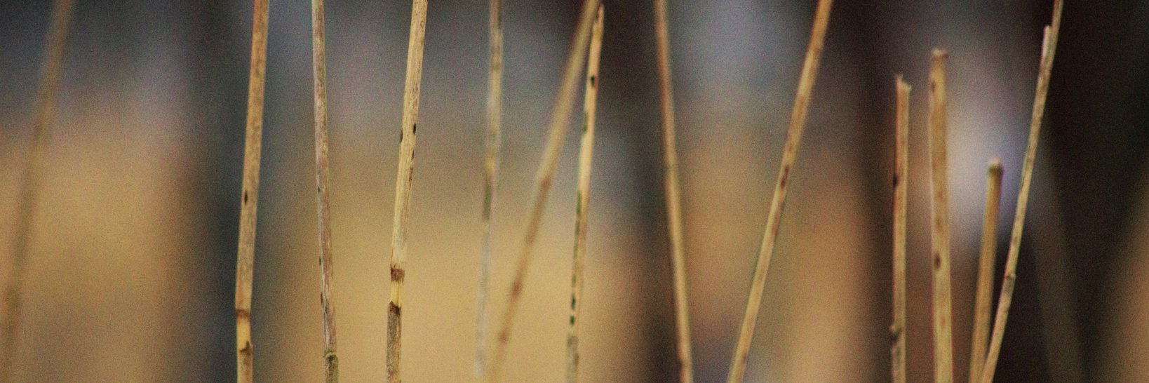 LiinaTiainen's profile banner image