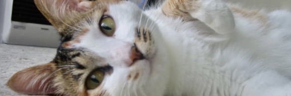 MikenekoTaguchi's profile banner image