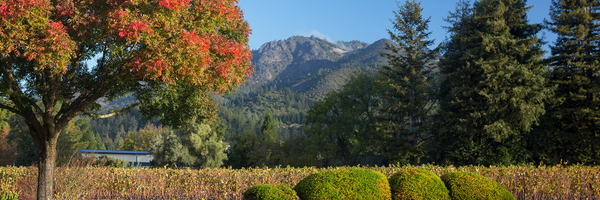 landmarkvyds Profile Banner