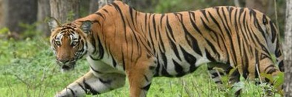 0fasii Profile Banner