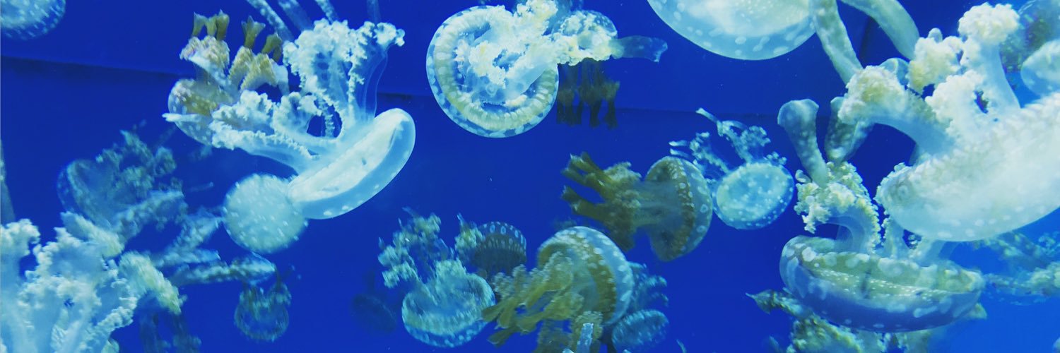 choupetit's profile banner image