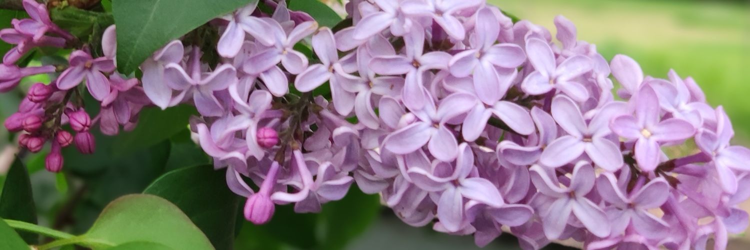 Chaya_Fernandez's profile banner image
