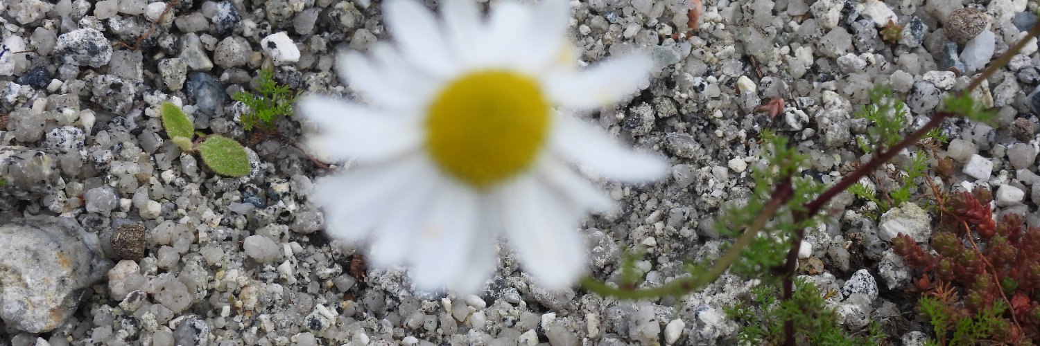 ninette hibbs banner