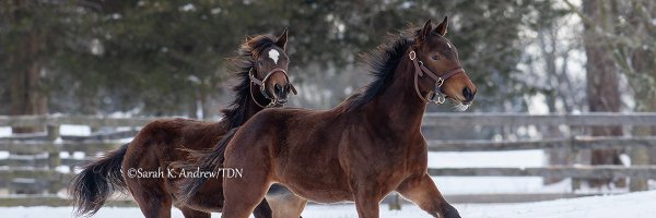 theTDN Profile Banner