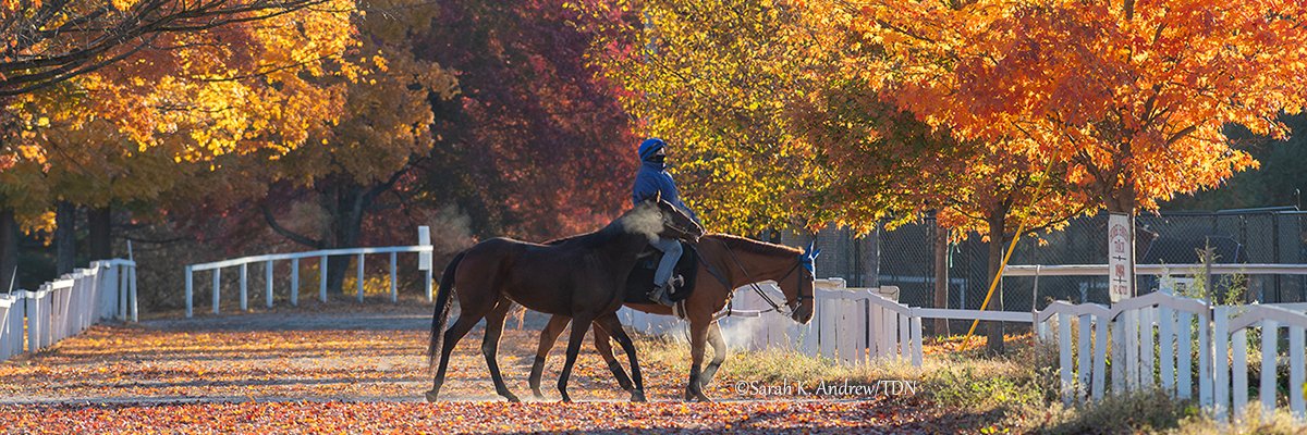 theTDN's profile banner image