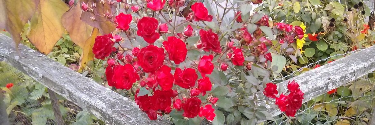 rheaerose1's profile banner image