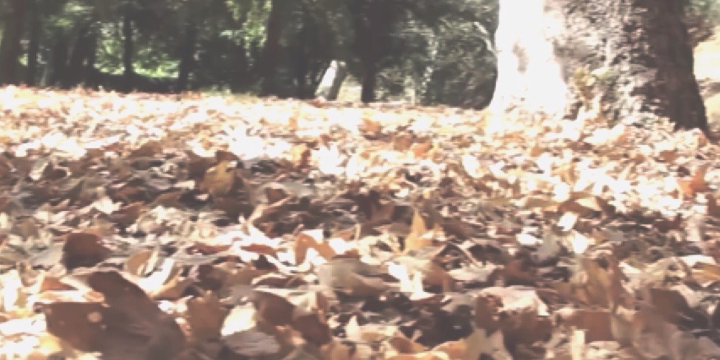 mweredithbae's profile banner image