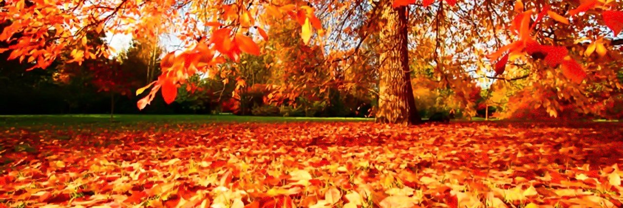 Alexander young banner