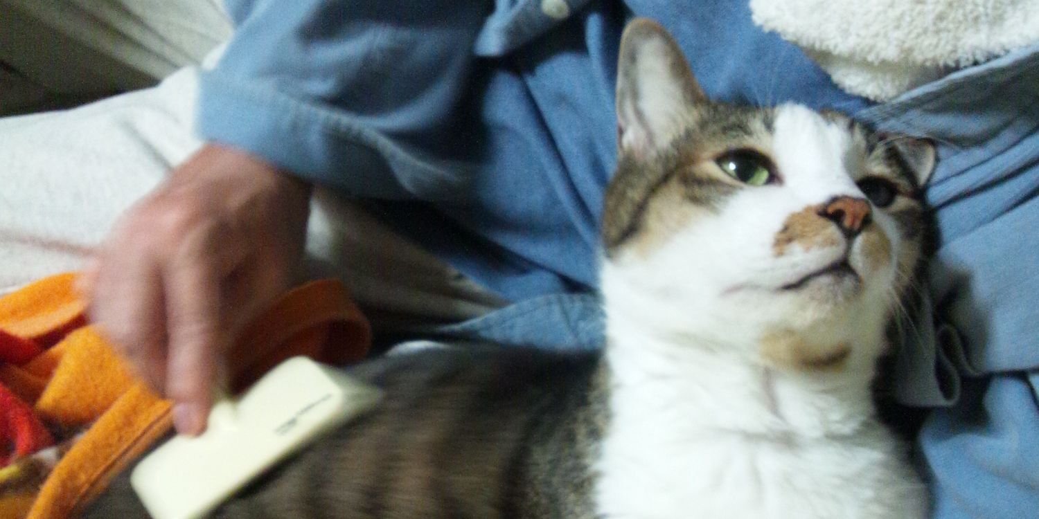 chapihi's profile banner image
