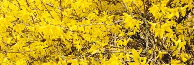 UH_BA's profile banner image