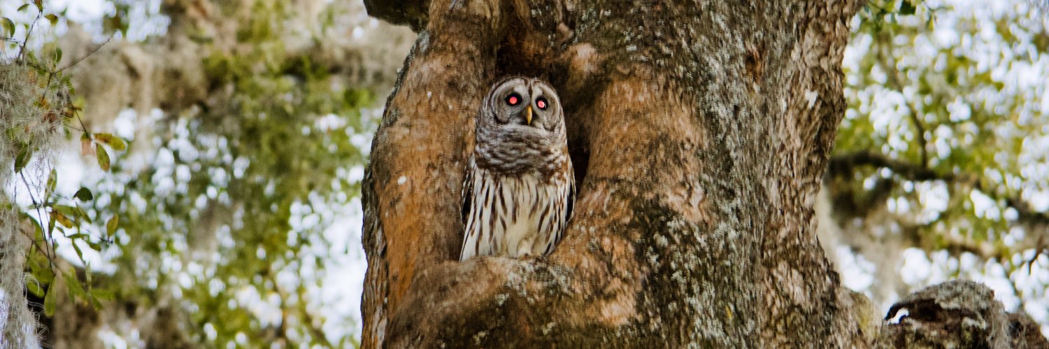 ocaladee's profile banner image