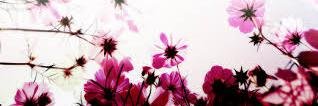 PerrieEdwardsHC's profile banner image