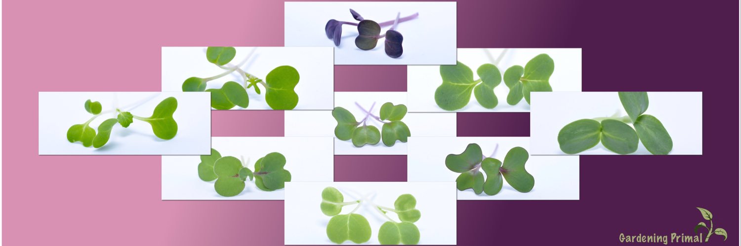 GardeningP's profile banner image