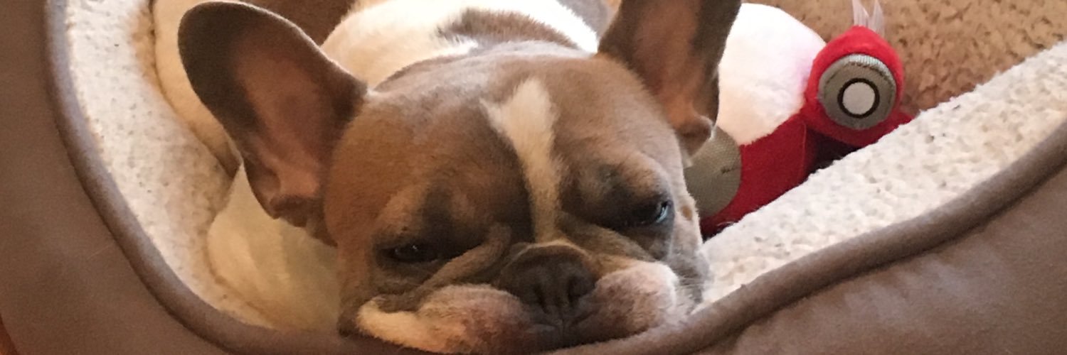 Stephanie Rainone banner