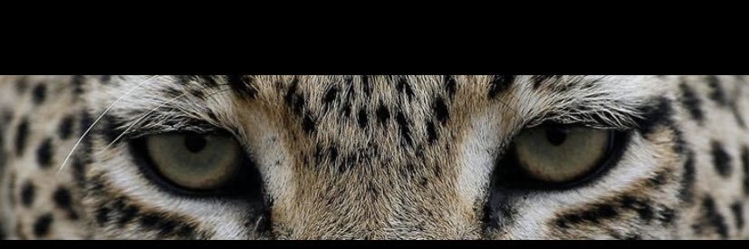 NoufYuu's profile banner image