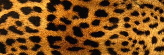 ucc_cheetahs's profile banner image