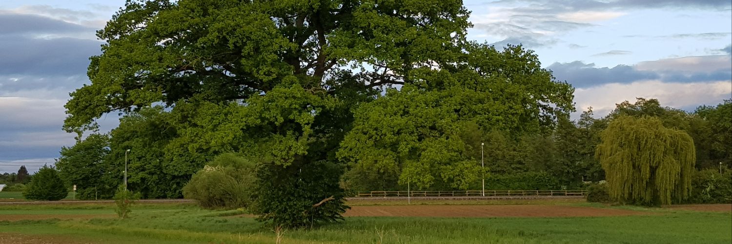 wkrauth's profile banner image