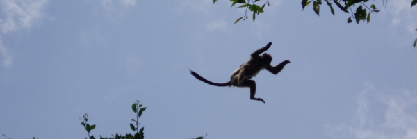 GoldbergTony Profile Banner