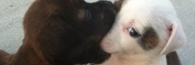 rabbikkaa's profile banner image