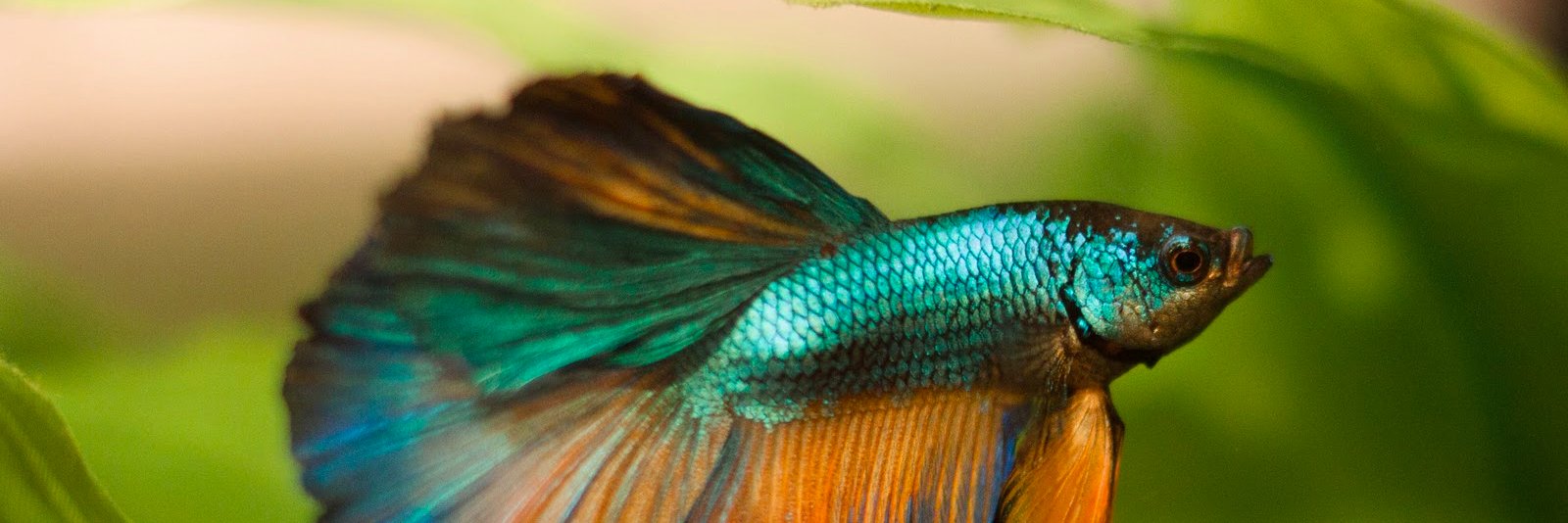 Nippyfish's profile banner image