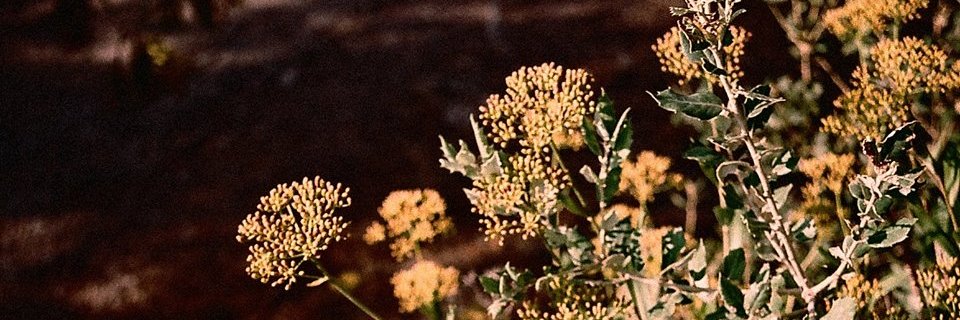 TransLaPsi's profile banner image