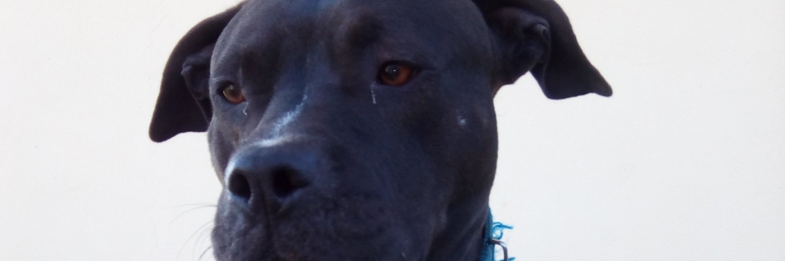apostolisdrin's profile banner image