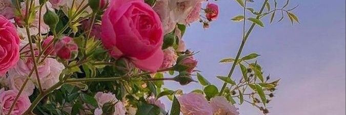 SashaSotillo's profile banner image