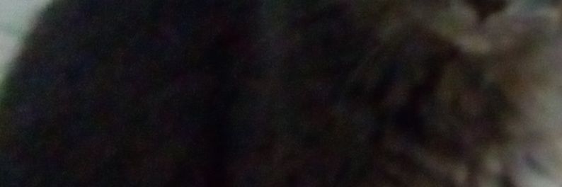 Cardini_'s profile banner image