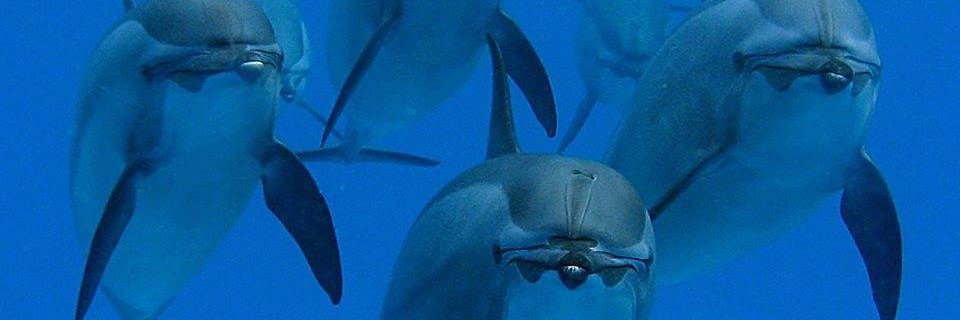 Dolphin Lover banner